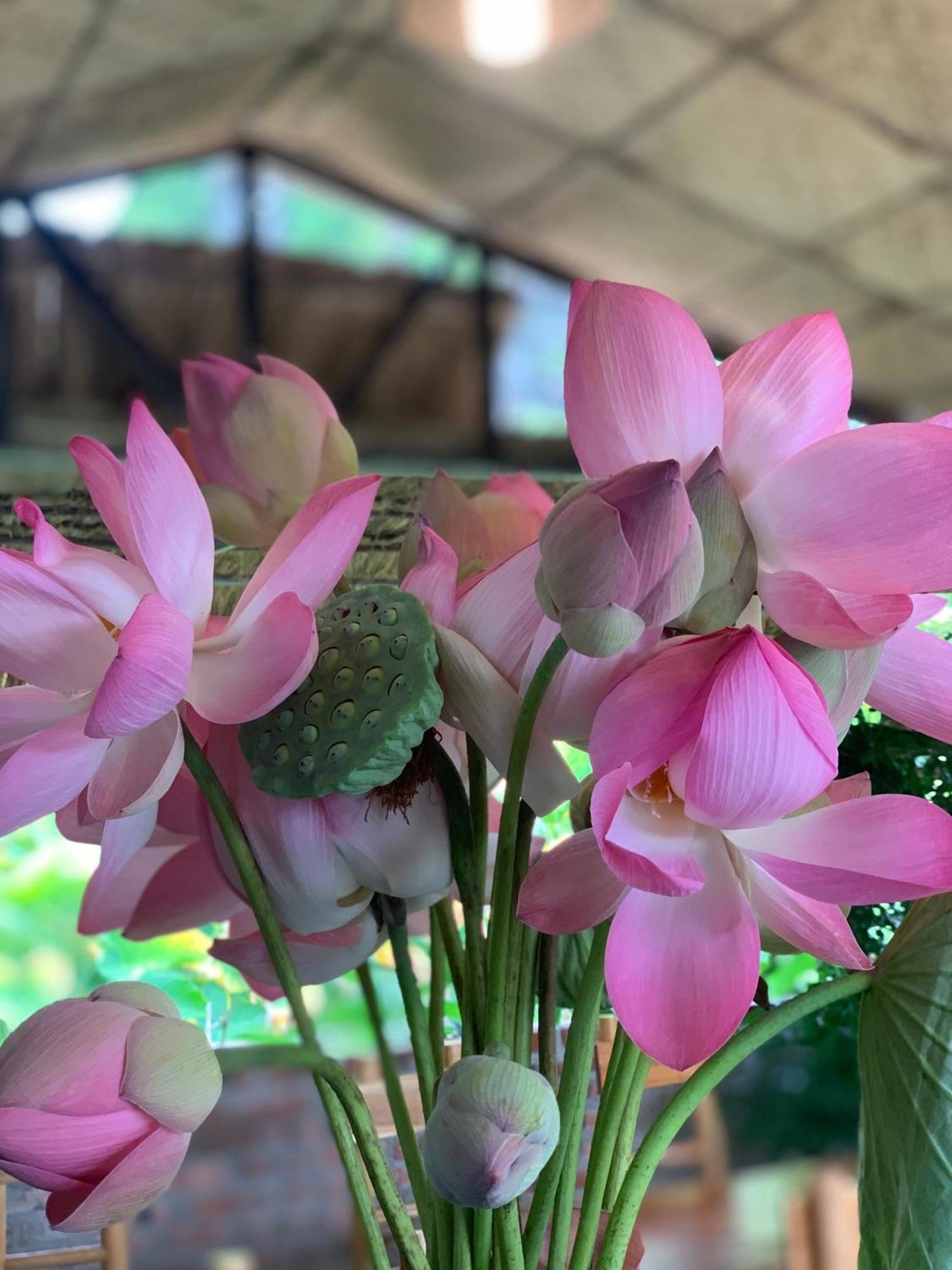 Peaceful Refuge Homestay Ninh Bình Exteriör bild